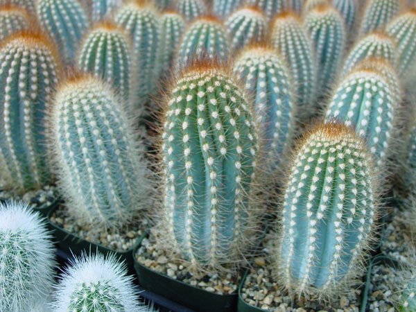 Micranthocereus_dolichospermaticus